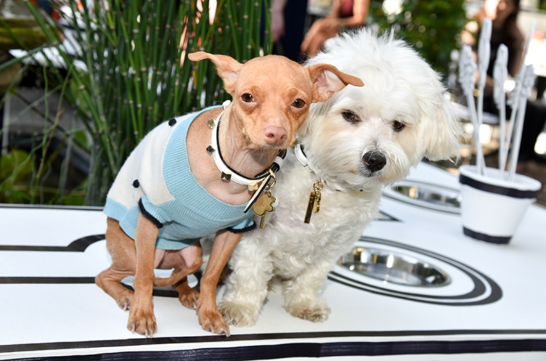 Choohound Events