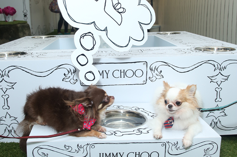 Choohound Events
