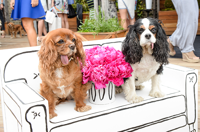 Choohound Events